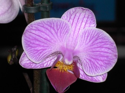 Phalaenopsis Manchester Juni 2011_4.JPG