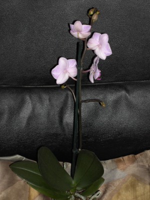 Phalaenopsis Manchester Juni 2011.JPG