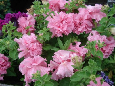 DSC00404.JPG
