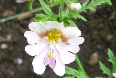 Nemesia makro.JPG
