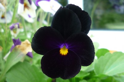 Hornveilchen tief lila.JPG