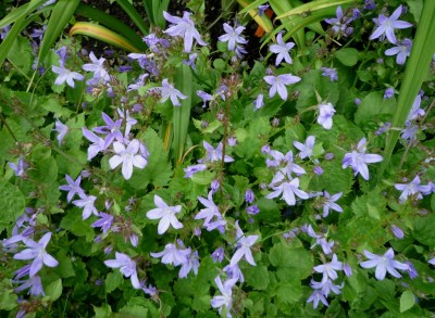 Campanula.JPG