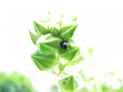 Käfer auf Malve.JPG