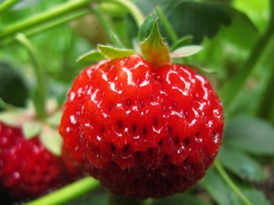 Erdbeere.JPG