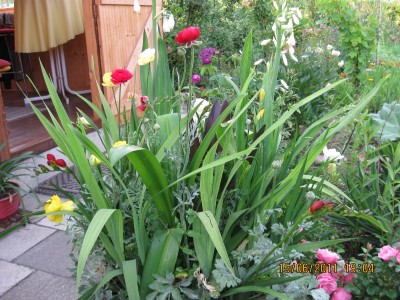 2011_6021.jpg