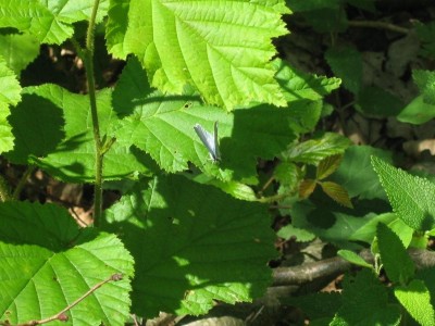 IMG_2826.jpg
