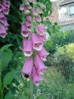 Roter Figerhut mit Hummel.jpg