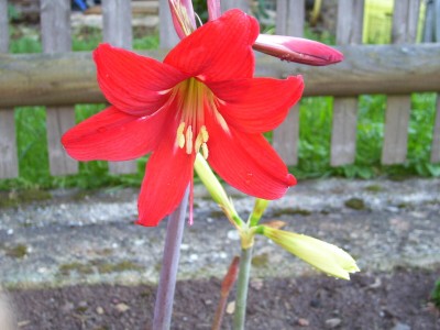 Gartenamaryllis.jpg
