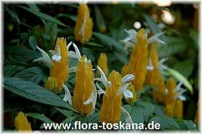 pachystachys_lutea_3_-_311006.jpg