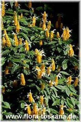 pachystachys_lutea_2_-_311006.jpg