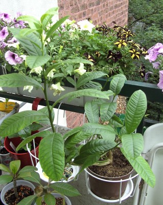 Buddhas Hand kurz nach Ankunft 17.6.11 (1).JPG