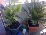 P1309_17-06-11.JPG