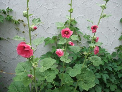 DSCF1881.JPG