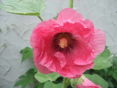 DSCF1880.JPG