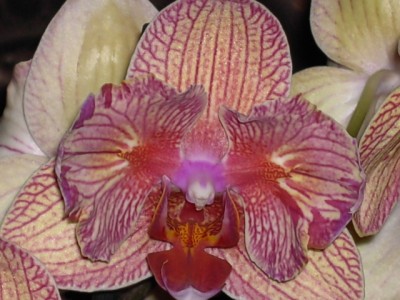 Phalaenopsis-Hybride PELORISCH gelbgrün (lila geadert) - dunkelorange halb (vordere Hälfte helllila) Juni 2011_10.JPG