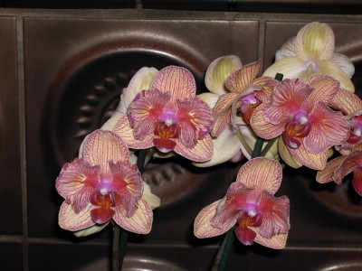 Phalaenopsis-Hybride PELORISCH gelbgrün (lila geadert) - dunkelorange halb (vordere Hälfte helllila) Juni 2011_01.JPG