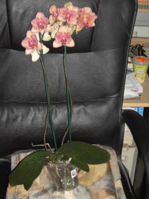 Phalaenopsis-Hybride PELORISCH gelbgrün (lila geadert) - dunkelorange halb (vordere Hälfte helllila) Juni 2011.JPG