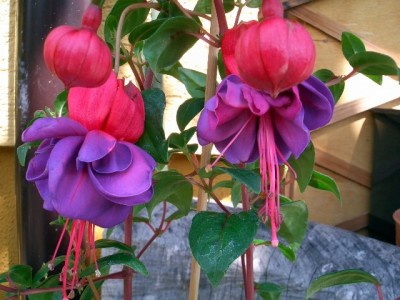 Fuchsie.JPG