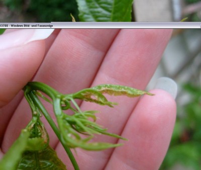 P. edulis f. edulis 2.JPG