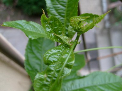 P. edulis f. edulis 1.JPG