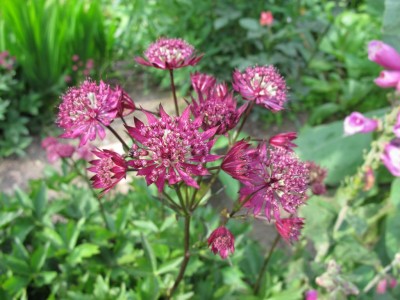 rote Sterndolde.JPG