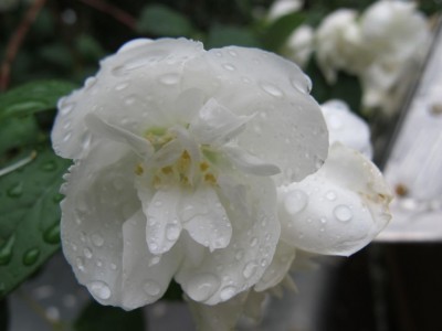 Jasmin.JPG