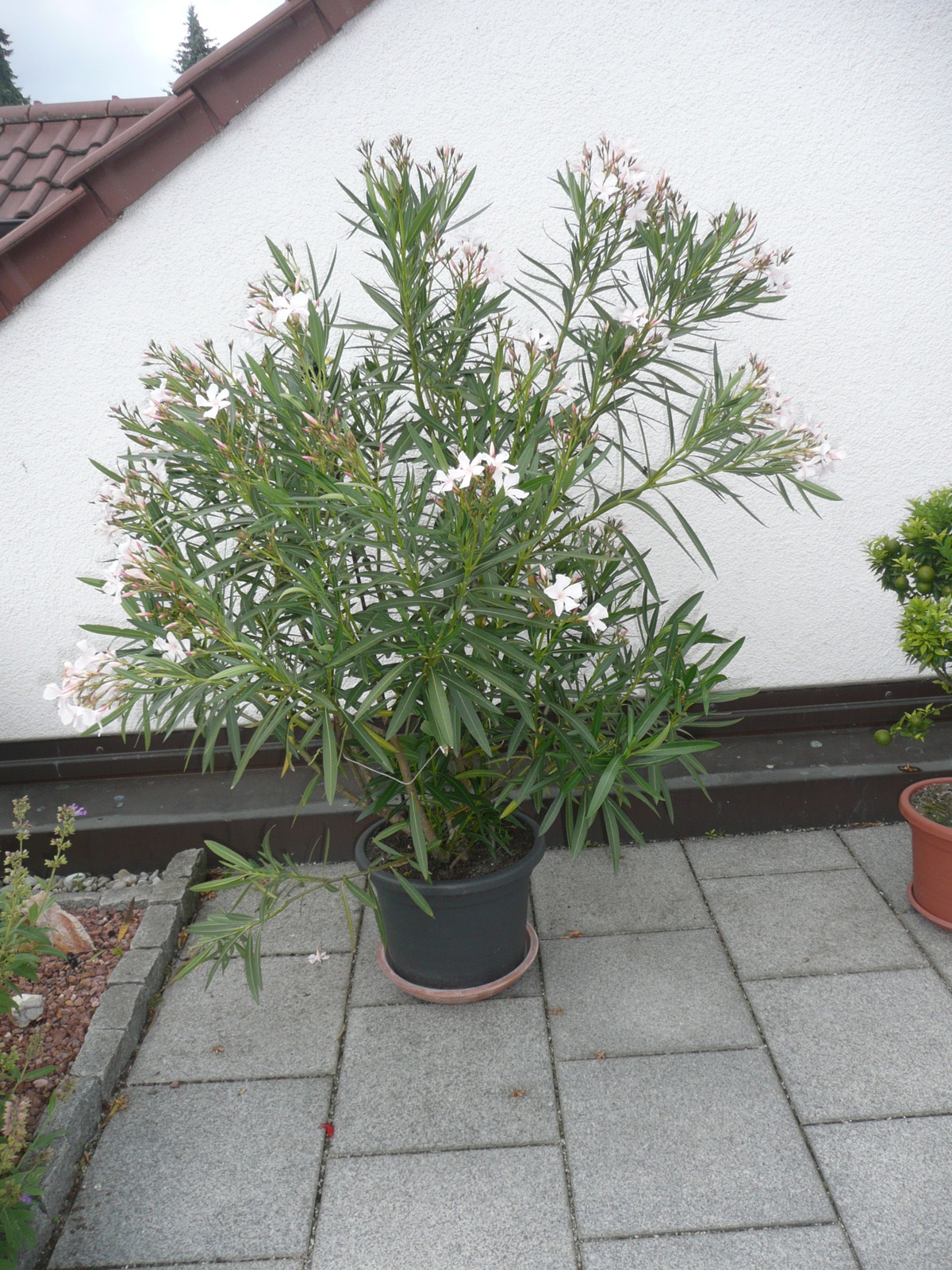Oleander lässt sich hängen · Pflanzen & Botanik · GREEN24 Pflanzen & Garten  Forum
