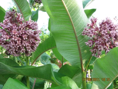 2011_6044.jpg