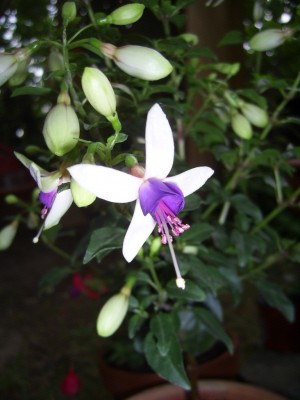 PIC_0016.JPG