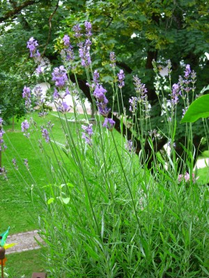 IMG_1684.JPG
