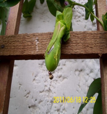 caerulea X Celine.jpg