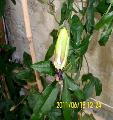 caerulea X Star of Clevedon.jpg