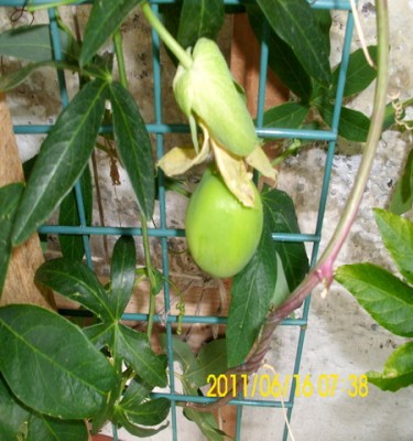 caerulea x Avelanche.jpg