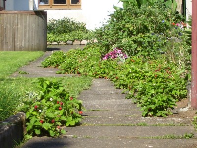Erdbeerweg.jpg