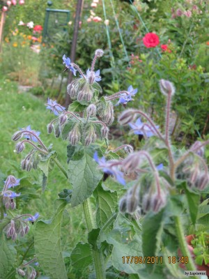 IMG_5850.JPG