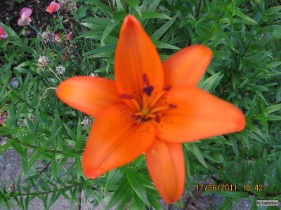 IMG_5851.JPG