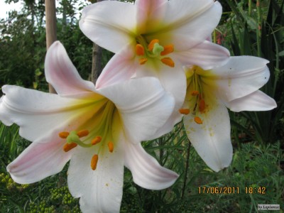 IMG_5852.JPG