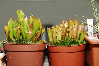 dsc_7132_Heliamphora_minor_nxm.jpg