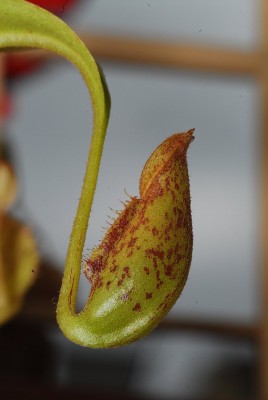 dsc_7140_N_x_hookeriana.jpg