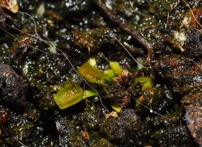 dsc_7146_Venusfliegenfallen-Minis.jpg