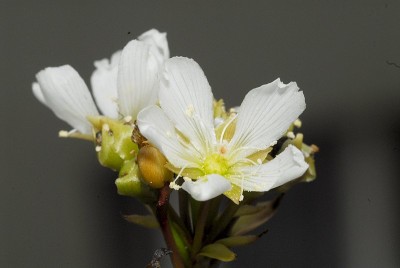 dsc_7121_Venusfliegenfalle_Bluete.jpg