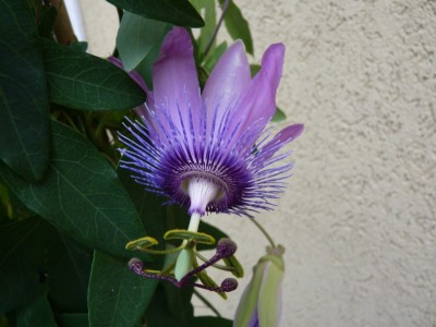 Passiflora Amethyst.jpg