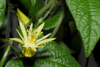dsc_7148_Passi_cacita.jpg