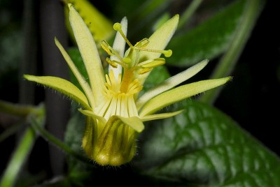 dsc_7149_P_cacita.jpg