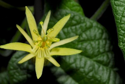 dsc_7150_P_cacita.jpg