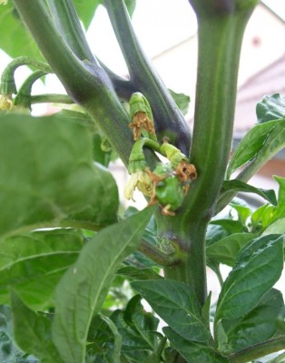 BihJolokia_17.06.11.jpg