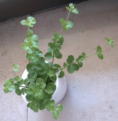 Imag0276.jpg
