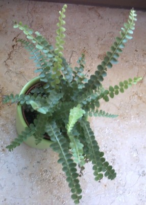 Imag0275.jpg