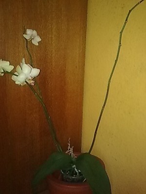 ..Phalenopsis...JPG