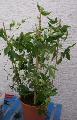 Violacea3.jpg